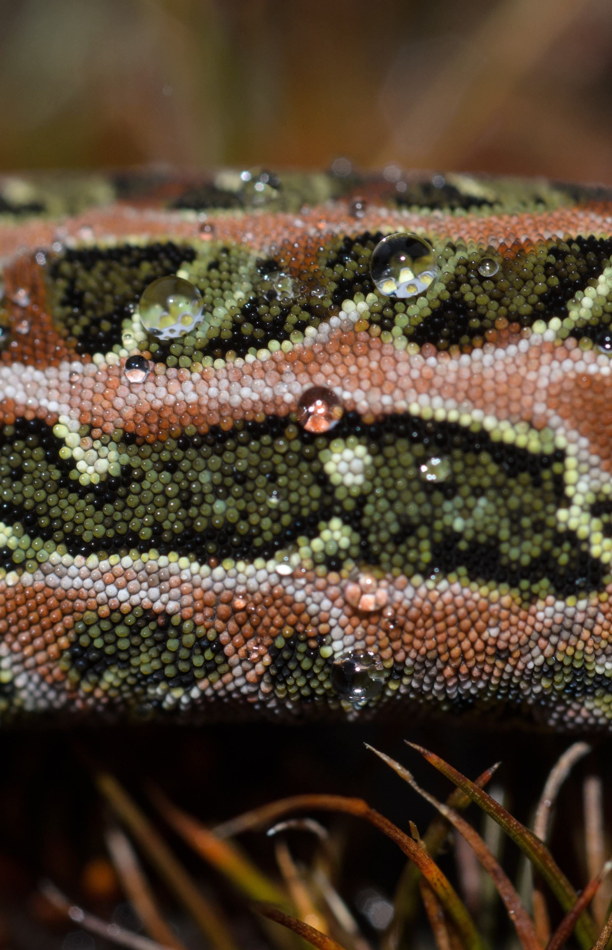 DSC_3031 – Adventure, Crispin, Hoplodactylus, Island, March 2017, National Park, New, New Zealand, Rakiura, South, Stewart, Tukutuku rakiurae, Zealand, amazing, gecko, harlequin gecko, rare, stunning